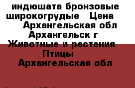 индюшата бронзовые широкогрудые › Цена ­ 500 - Архангельская обл., Архангельск г. Животные и растения » Птицы   . Архангельская обл.